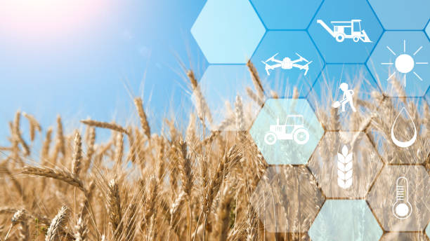 Smart farming and agritech. Precision agriculture network icons on wheat field background, empty space