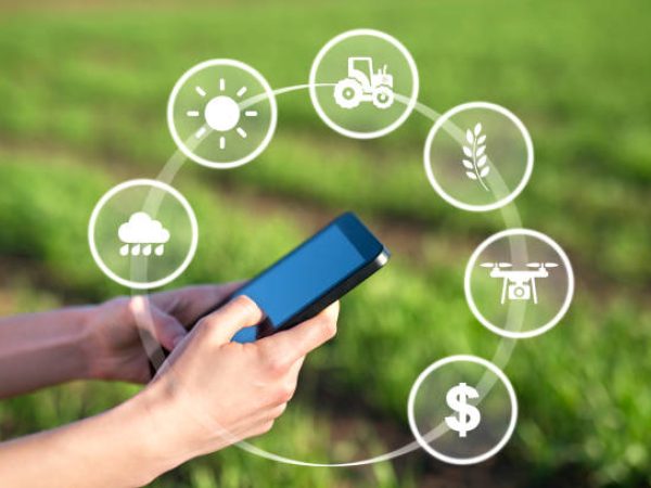 Controlling crops growth via tablet. Smart agriculture.